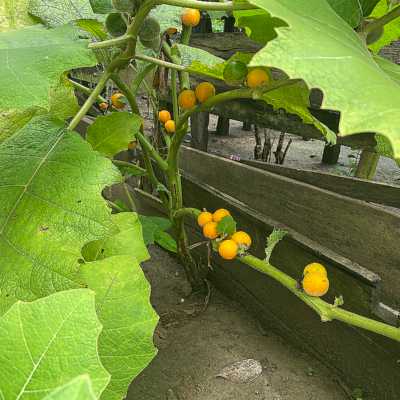 theme pic for article 8269